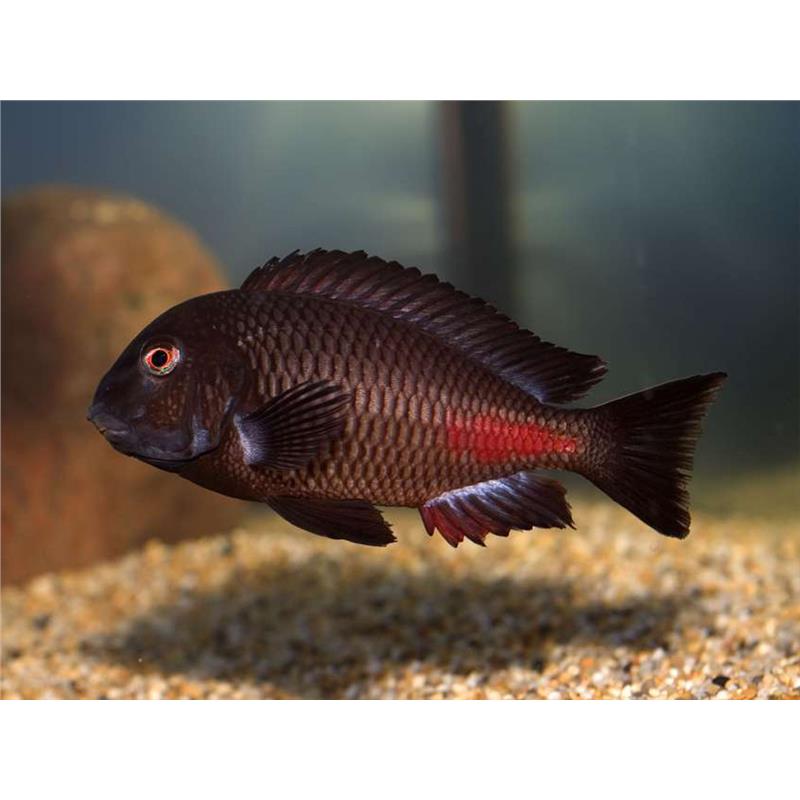 Tropheus moorii chipimbi - imagine 5